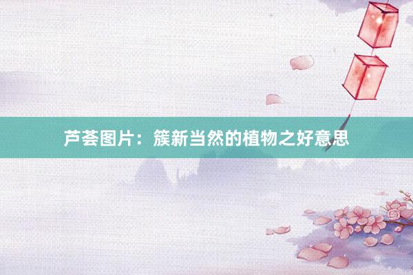 芦荟图片：簇新当然的植物之好意思